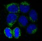 Anti-LC3B MAP1LC3B Rabbit Monoclonal Antibody